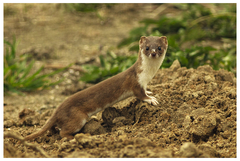 Mustela nivalis