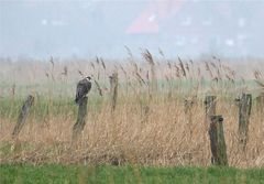 Muster wie ein junger Rotfußfalke