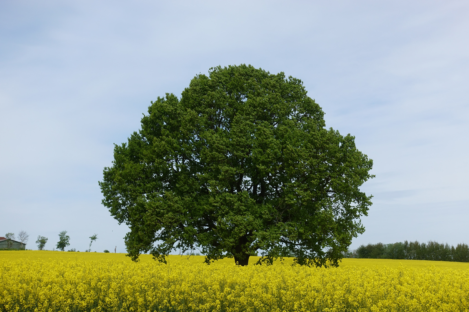 Musterbaum