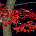 Mustergarten im Herbst (Offene Nachtpforte)