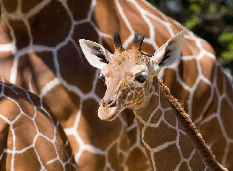 mustergiraffen