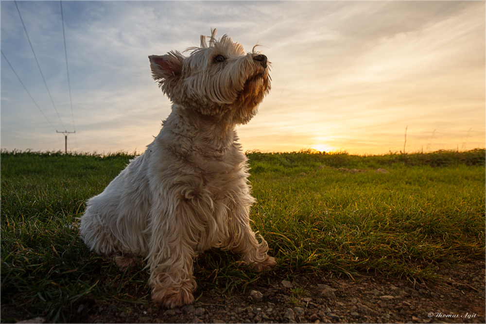 Musterhund