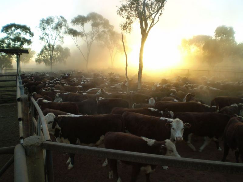 Mustering in the Alice.