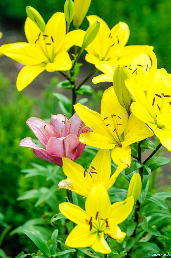 Mutante Foto & Bild pflanzen, pilze & flechten, blüten