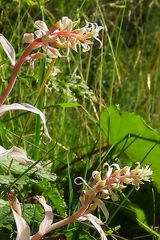 Mutante Epipactis helleborine (ohne Chlorophyll)