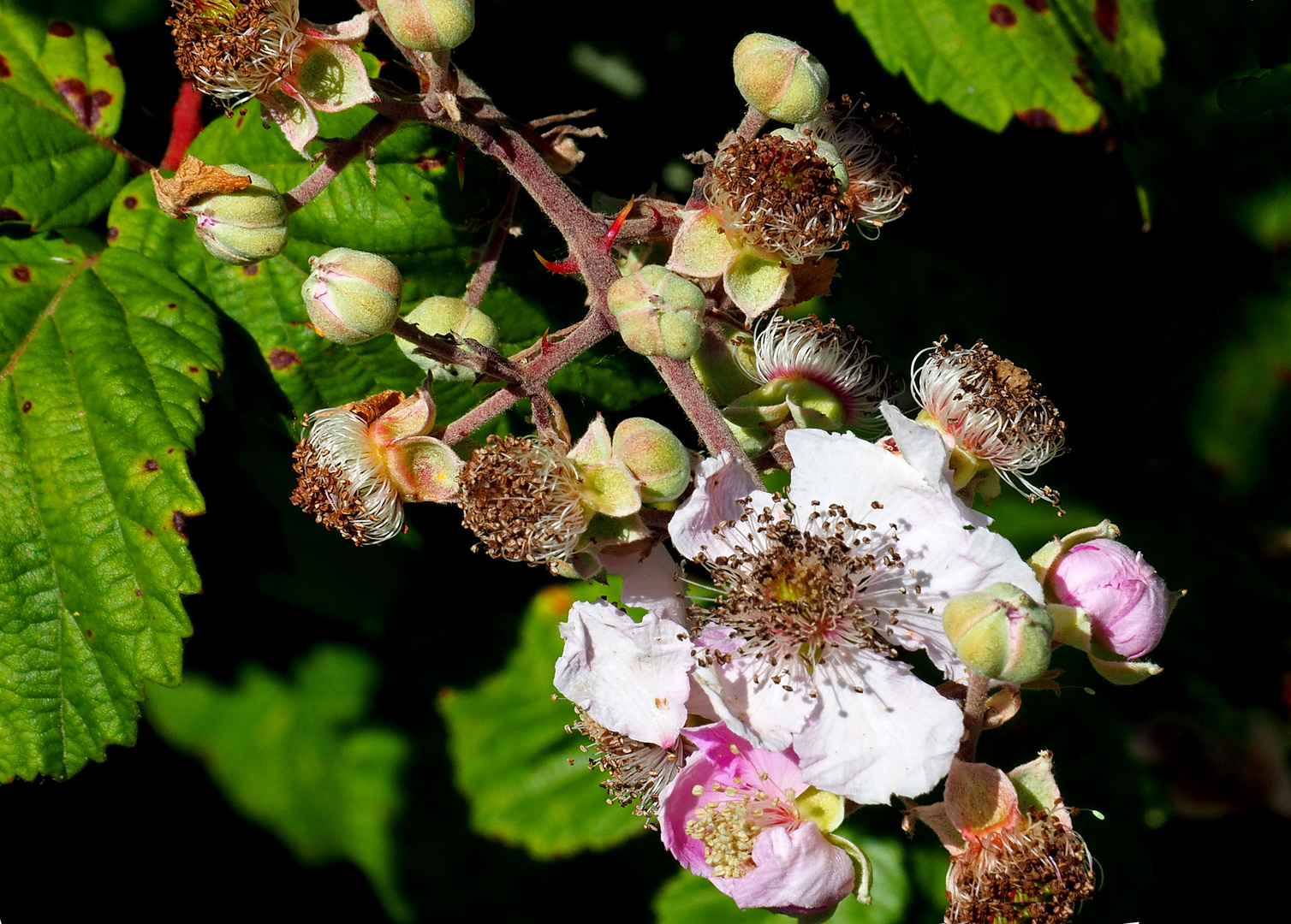 Mutation des fleurs du mûrier en baies 	 	