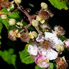 Mutation des fleurs du mûrier en baies 	 	