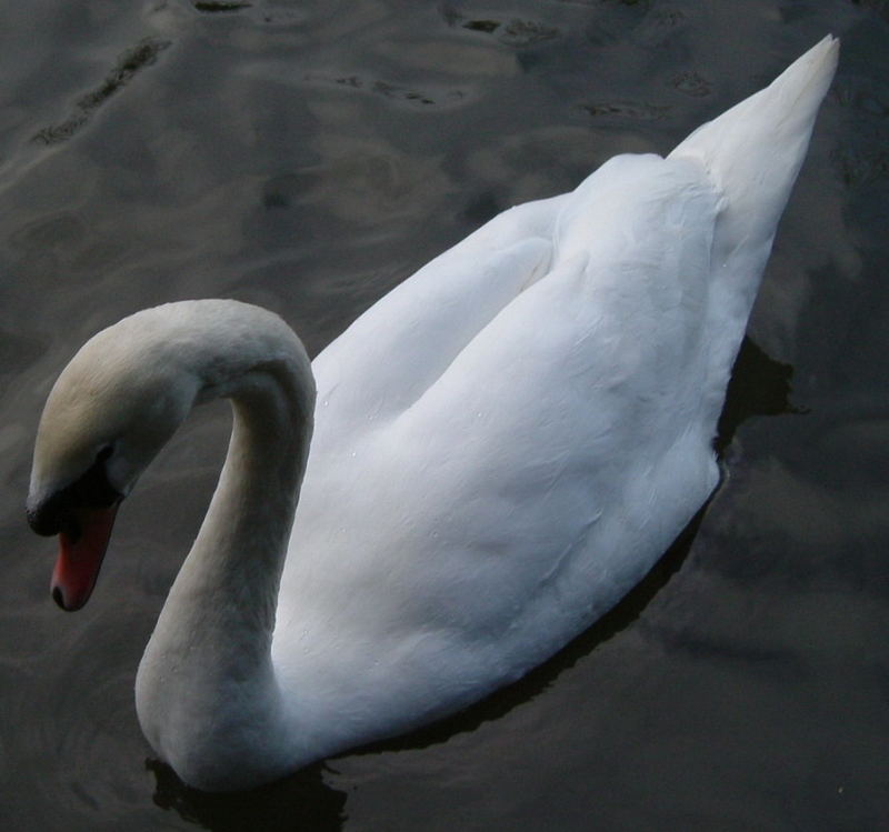 Mute Swan