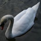 Mute Swan