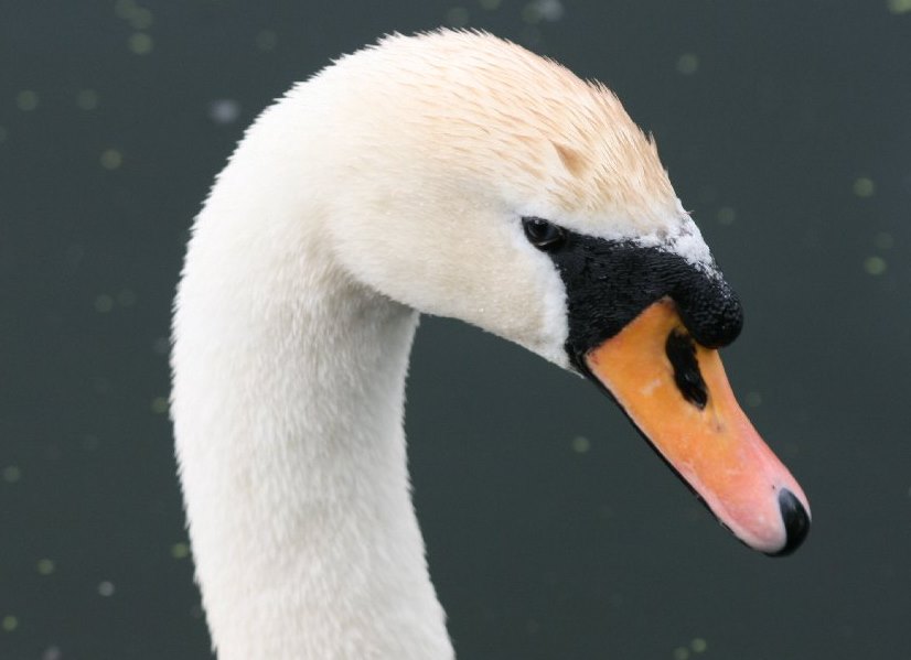 Mute Swan