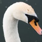 Mute Swan