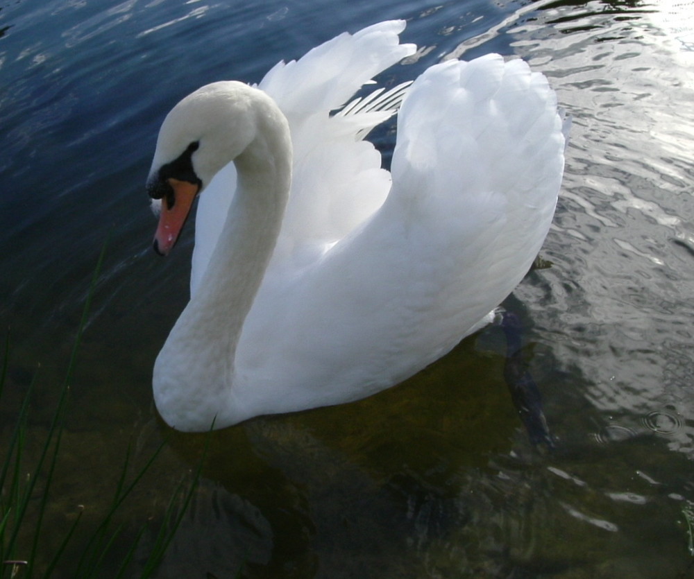 Mute Swan