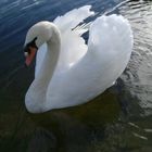 Mute Swan