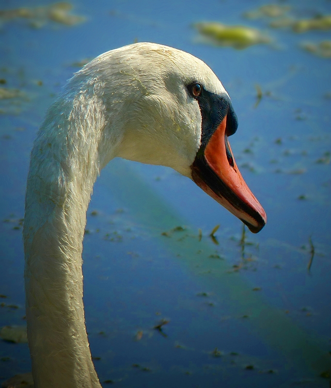 Mute Swan