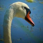 Mute Swan