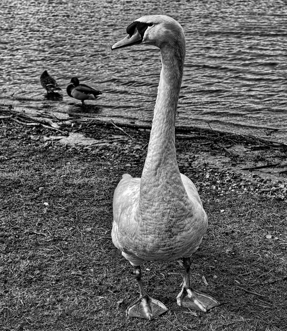 Mute Swan