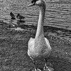 Mute Swan