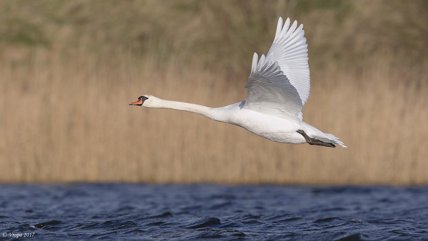 Mute swan.