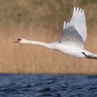 Mute swan.