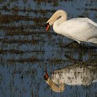 Mute Swan