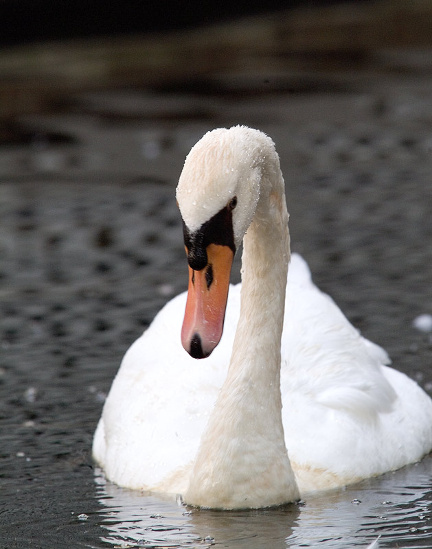 Mute Swan