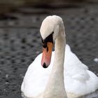 Mute Swan