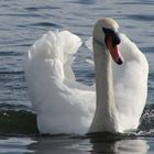 Mute Swan