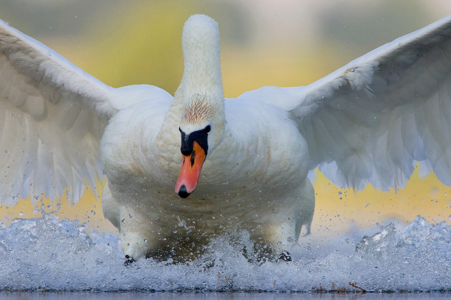 Mute swan