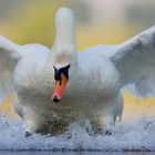 Mute swan