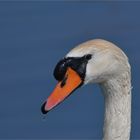 Mute swan close ..