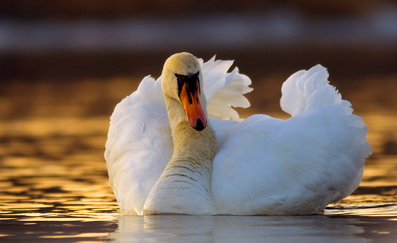 Mute Swan (Cygnus olor)