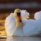 Mute Swan (Cygnus olor)