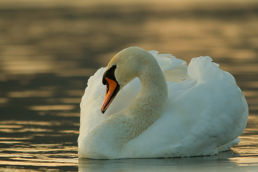 Mute Swan (Cygnus olor)