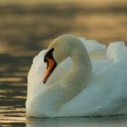 Mute Swan (Cygnus olor)