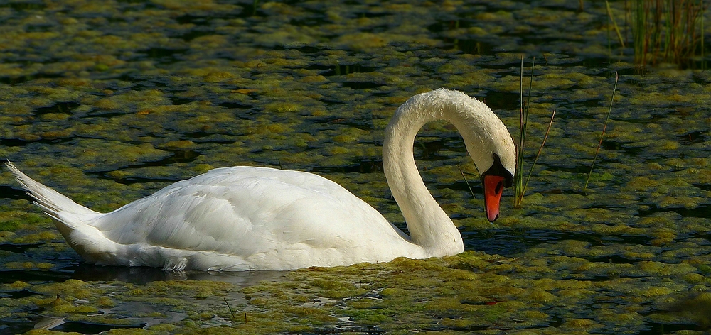 Mute Swan