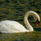 Mute Swan