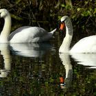 Mute Swans