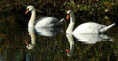 Mute Swans