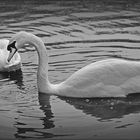 Mute Swans.....