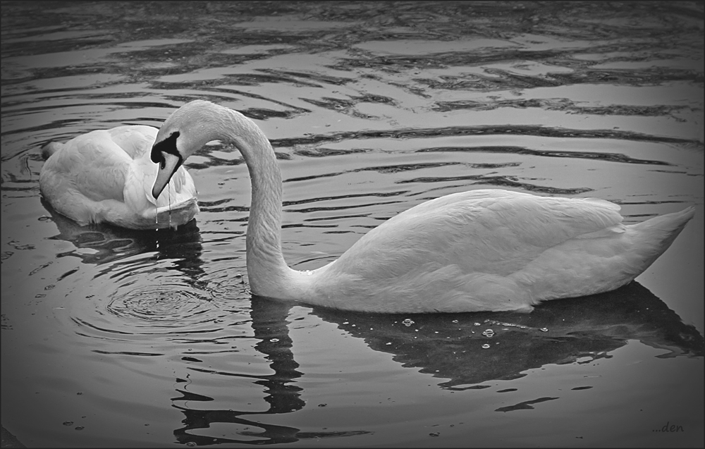 Mute Swans.....