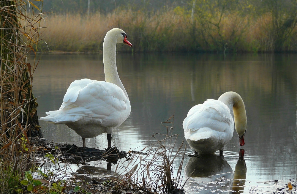 Mute Swans