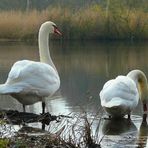 Mute Swans