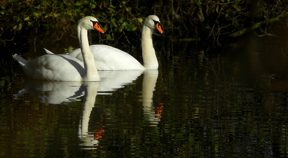 Mute Swans 