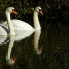 Mute Swans 