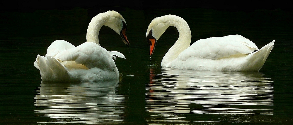 Mute Swans