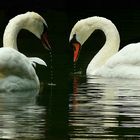 Mute Swans