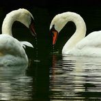 Mute Swans