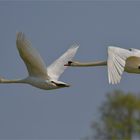 Mute swans in flight ..