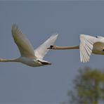 Mute swans in flight ..