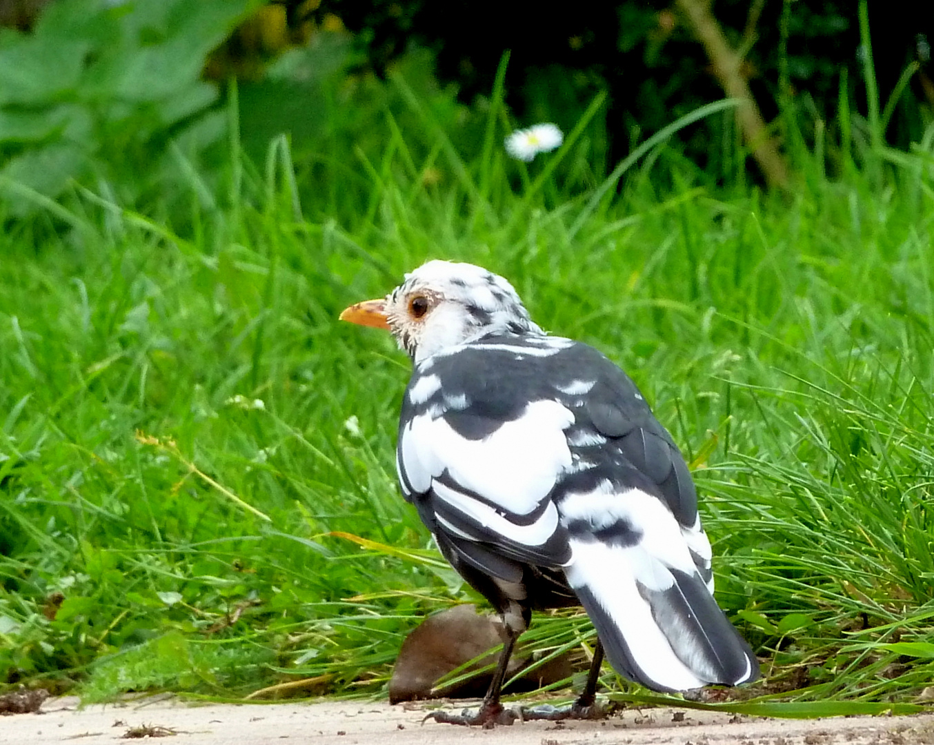 Mutierte Amsel